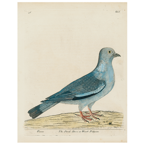 #15-Stock Dove (p 286)