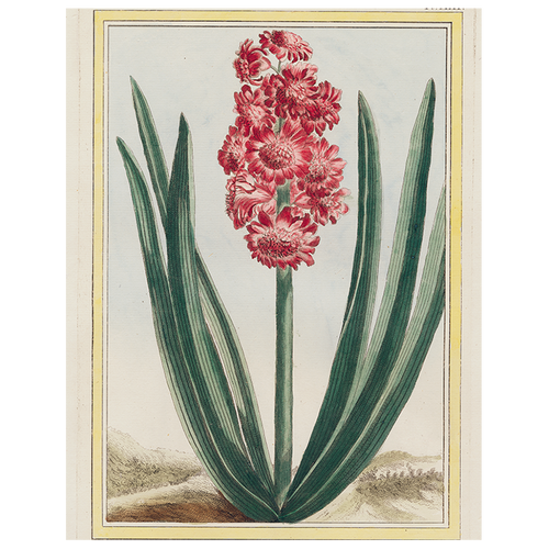 Hyacinth (p 287)
