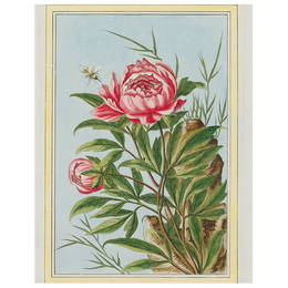 Peony (p 288)