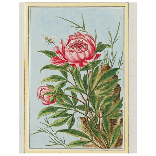 Peony (p 288)
