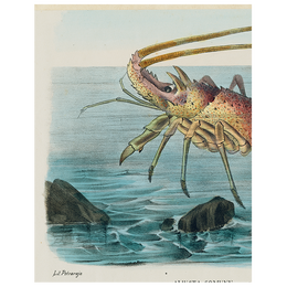 Aliusta Comune Lobster (p 297)