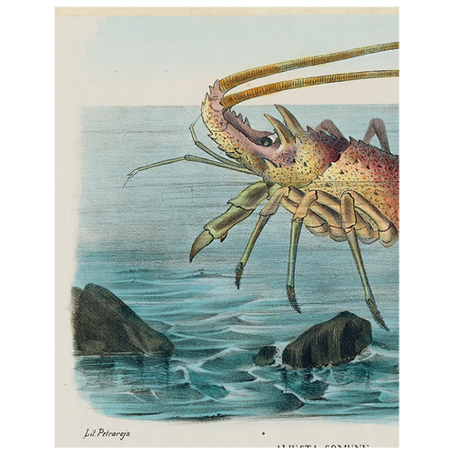 Aliusta Comune Lobster (p 297)