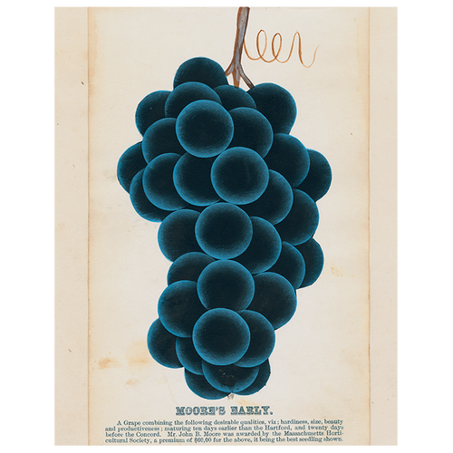 Moore's Early (Grapes) (p 310)