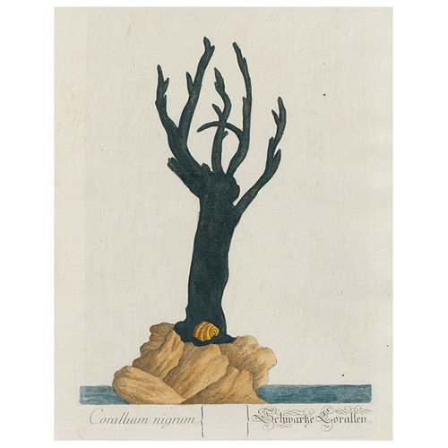 Black Coral (p 312)