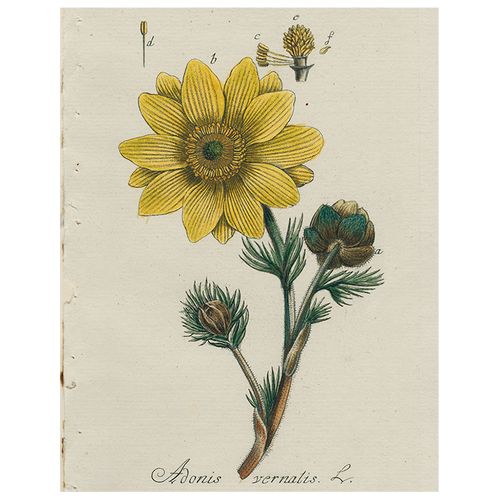 Adonis (p 313)