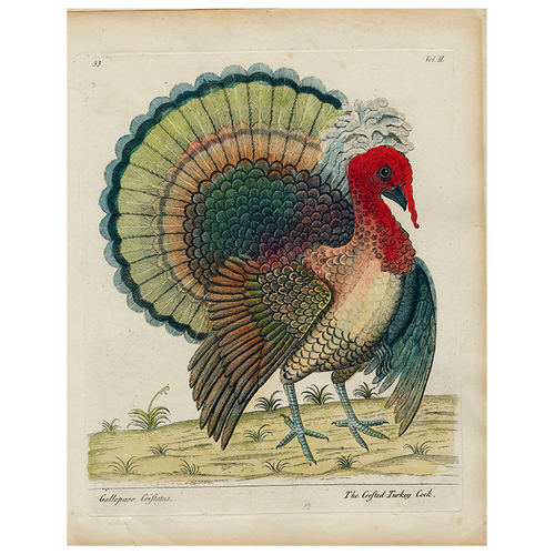 Crested Turkey (p 314)