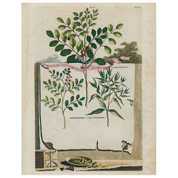 Indigofera Rotundifolia / Indigofera Longifolia (p 315)