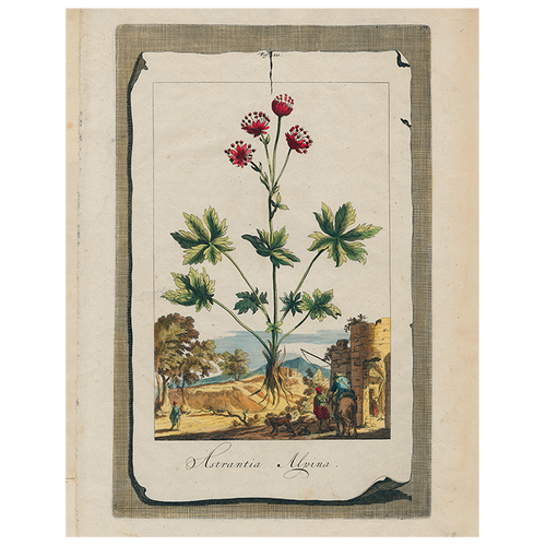 Astrantia (p 316)