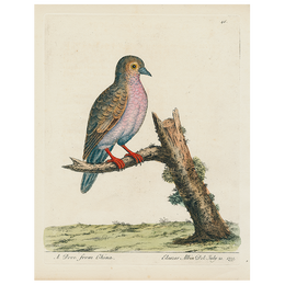 China Dove (p 318)