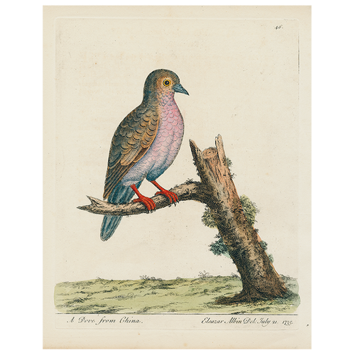 China Dove (p 318)