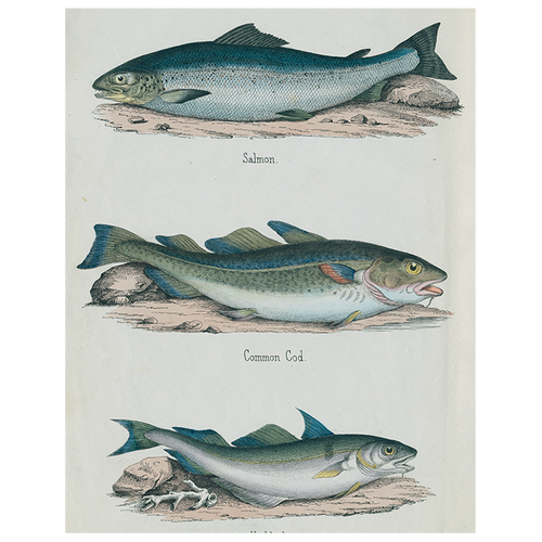 Salmon / Common Cod / Haddock (p 322)