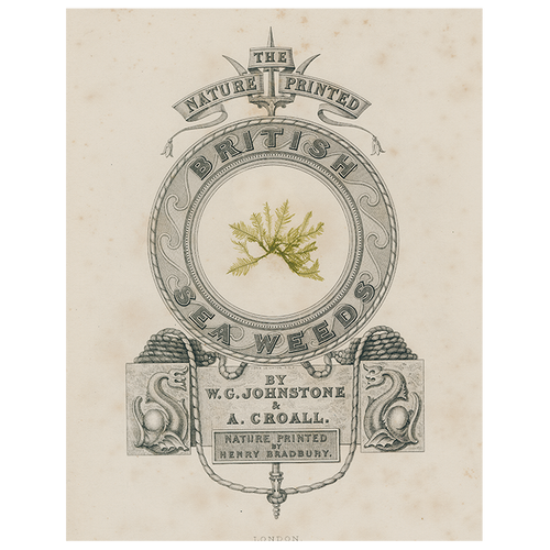 Olive British Seaweeds (p 323)