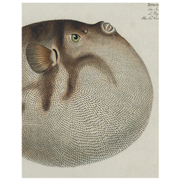 Blowfish (p 326)