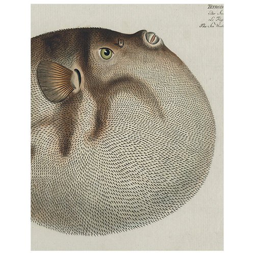 Blowfish (p 326)