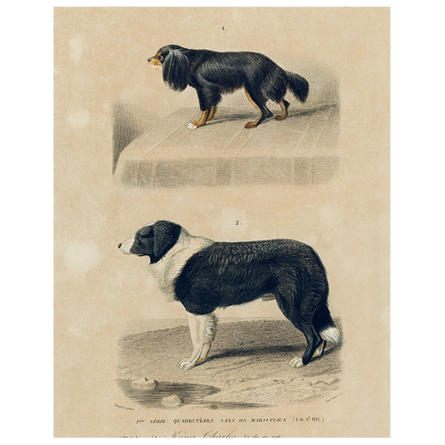 King Charles Spaniel (p 329)
