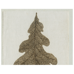 Brown Leaf (p 337)