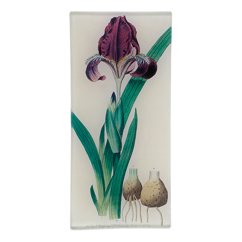 Iris 801