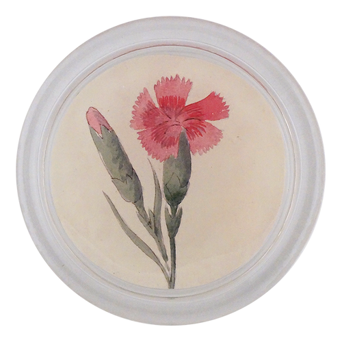 Dianthus