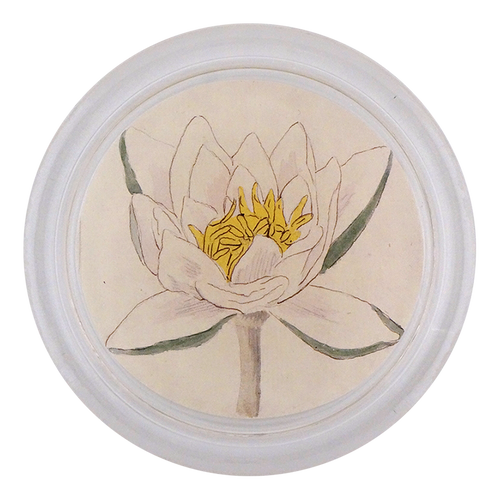 Water Lily