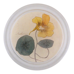 Nasturtium