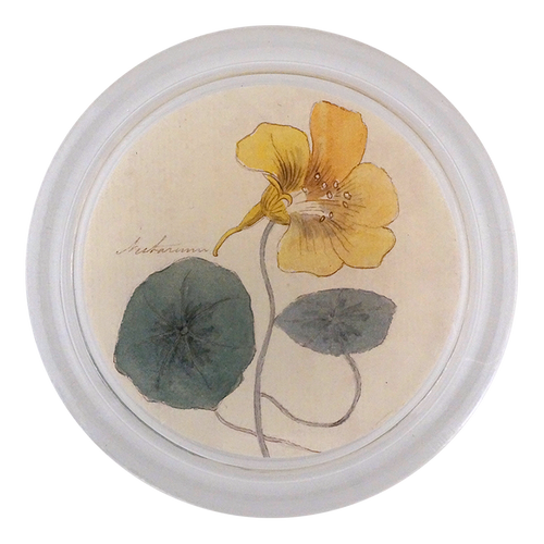 Nasturtium