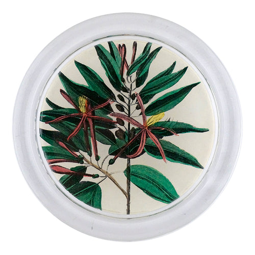 Caribbean Bark Leaves