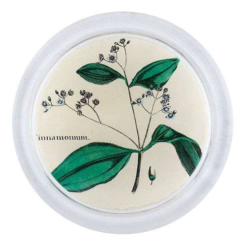 Cinnamon Tree Leaves