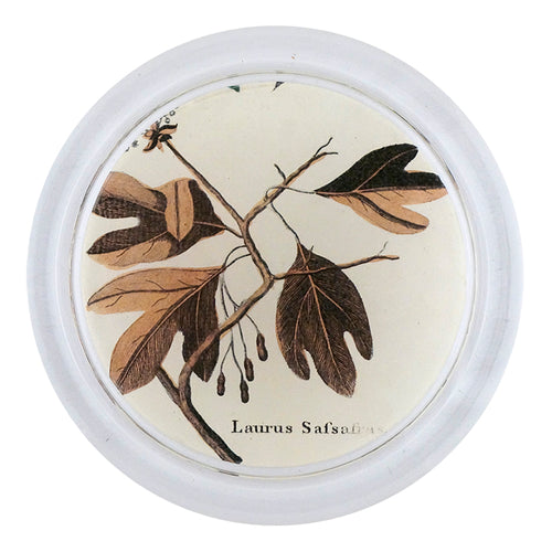 Sassafras Leaves