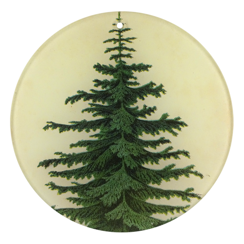 Norway Spruce