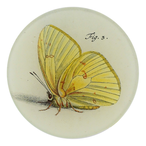 A four inch round plate featuring the profile view of a yellow butterfly 