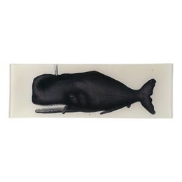 Sperm Whale