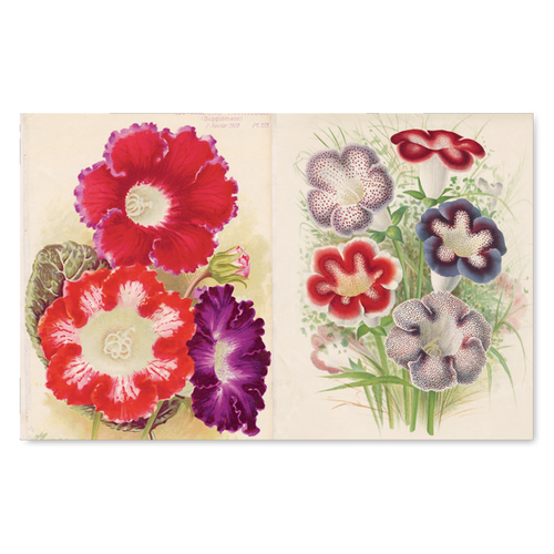 John Derian Picture Book