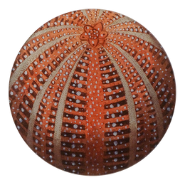 A five inch round glass plate featuring a red sea urchin design with a central floral motif and radiating patterns.