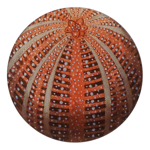 A five inch round glass plate featuring a red sea urchin design with a central floral motif and radiating patterns.