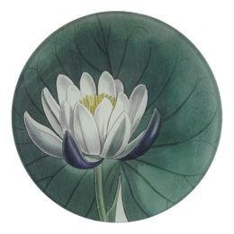 A five inch round glass plate featuring a design of a water lily.