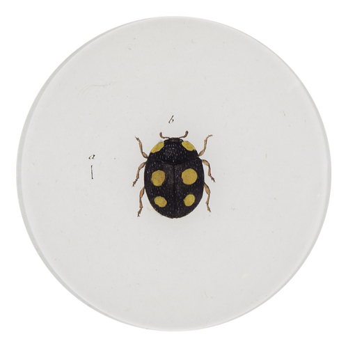 A five inch round glass plate featuring a black and yellow ladybug on a white background.
