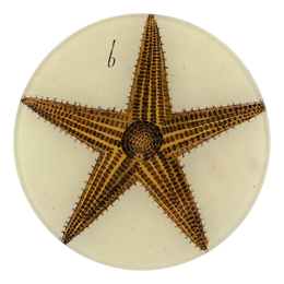 A five inch round glass plate featuring a collage of a starfish on a white background.