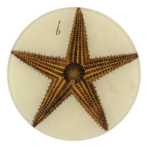 A five inch round glass plate featuring a collage of a starfish on a white background.
