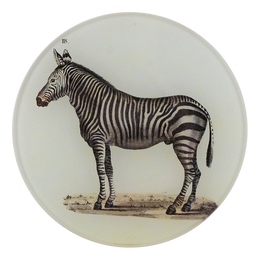 A five inch round glass plate featuring a black and white illustration of a zebra on a white background.