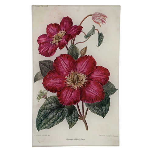 Clematite Ville de Lyon