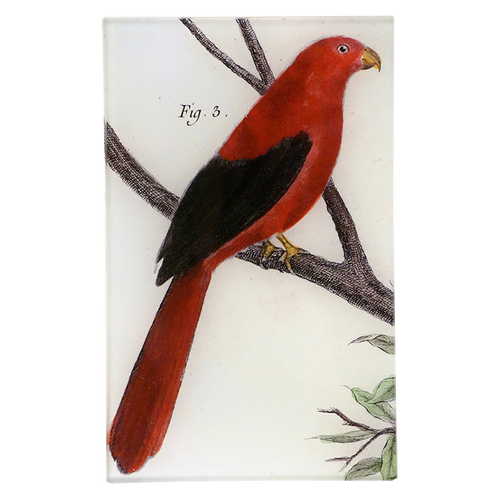 King Parrot