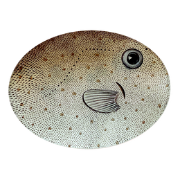 A five inch by seven inch horizontal glass plate featuring a close up of a pufferfish with brown, beige, and white colors.