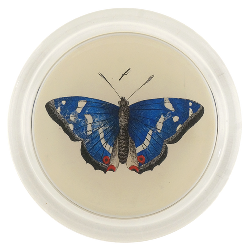 Deep Blue Butterfly