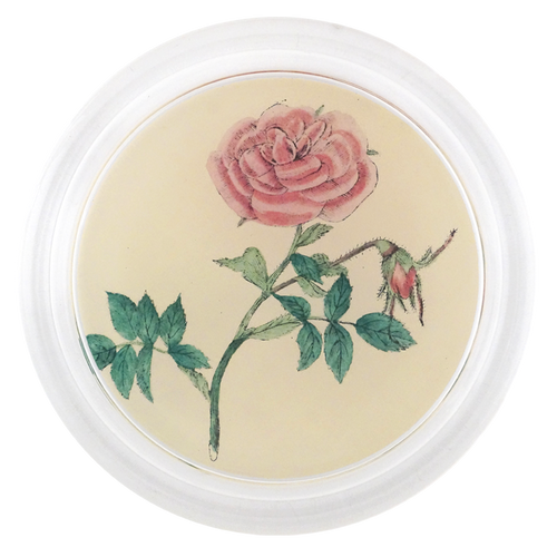Rose 3