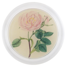 Rose 4