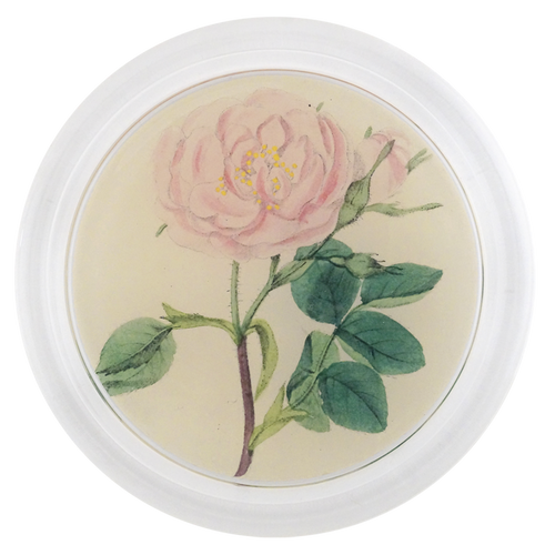 Rose 4