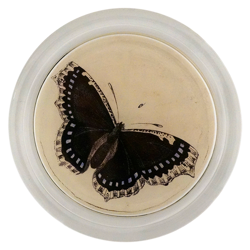 Mourning Cloak Butterfly