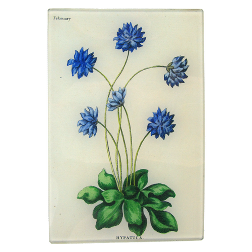 Hypatica (Bowles Florists)