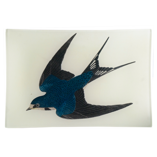 Barn Swallow