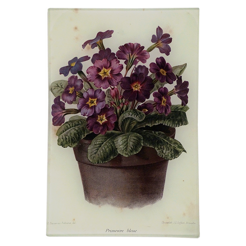 Potted Primrose